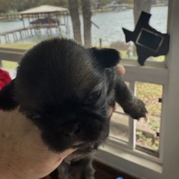 Dorothy - Black female Pekingese puppy in Mabank, Texas from Peke Lovers of Texas