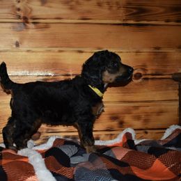 G5 Yellow Female - Phantom female Poodle puppy in Nelson, Missouri from MD Triple Creek Ranch