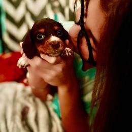 Dachshund Puppies from Dachshunds of Bunch