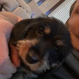 Dachshund All Grown Up from Lanier’s Little Weenies