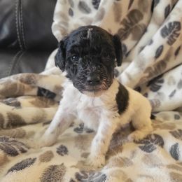 Aussiedoodle and Poodle Puppies from J&RAussiedoodles