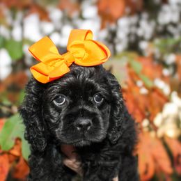 Cavalier King Charles Spaniel, Cavapoo, Cockapoo, and Cocker Spaniel Puppies from Double M Cocker Spaniels