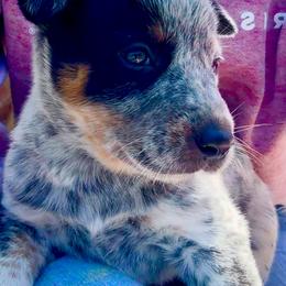 Boy 2 - Blue male Australian Cattle Dog puppy in Morton, Mississippi from Heart K Kennels