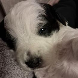 Ezra - male Assorted Doodle Crosses puppy in Northumberland, Pennsylvania from Light and Life Doodles