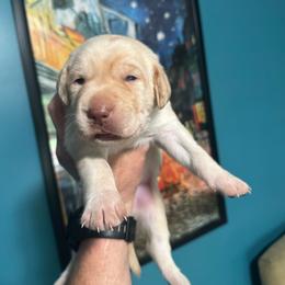 Number 2 - Yellow male Labrador Retriever puppy in Greenville, North Carolina from Gales Creek Labrador Retrievers
