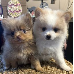 Pomeranian Puppies from Brandi’s Pomeranians