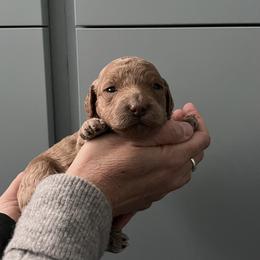 Goldendoodle Puppies from Wasatch Back Goldendoodles