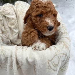 Ruby - Red  Goldendoodle puppy in Clarksville, Tennessee from Golden Pine Designer Doodles