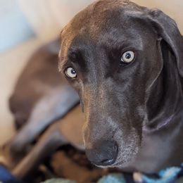 Bella - Weimaraner