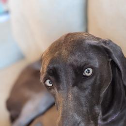 Bella - Weimaraner