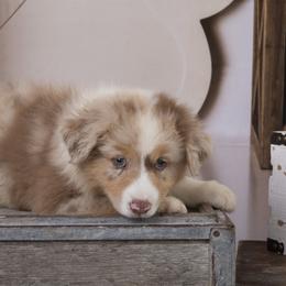 Malania - Red merle female Australian Shepherd puppy in Tompkinsville, Kentucky from Wiggle Butt Inn LLC
