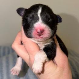 Jack - Black tri-color male Australian Shepherd puppy in Anniston, Alabama from All Hale Aussies
