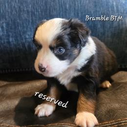 Bramble - Black tri male Miniature Australian Shepherd puppy in Paris, Texas from Blue Envy Mini Aussies