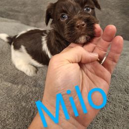 Havanese Puppies from Coyle Havanese Babies