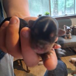 Kisses - Black and tan female Yorkshire Terrier puppy in Jacksonville, Arkansas from Royal Yorkie Terrier