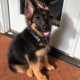 German Shepherd Puppies from Goldkuste German Shepherds