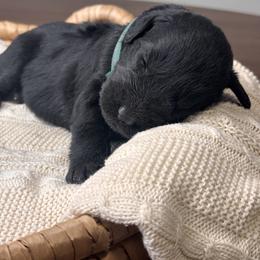 Black Female - Forest Green Collar - Black female Giant Schnauzer puppy in St George, Utah from Schnauzer Ranch