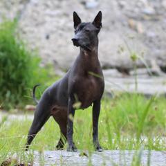Xoloitzcuintli from Solstice Xolos