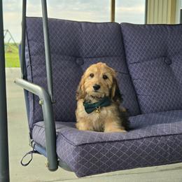 AKC Meet Lad :) - Cream male Dachshund puppy in Centerville, Iowa from Barnyard Dachshunds, Dals & Doodles