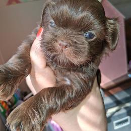 Job - Chocolate male Shih Tzu puppy in Memphis, Tennessee from Lady and the Tramp