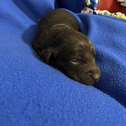 Boy 1 - Liver male Boykin Spaniel puppy in Stapleton, Alabama from Taensas Boykins