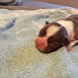 Girl 1 - Boston Terrier puppy in Newport, Oregon from Blue Coast Bulldogs