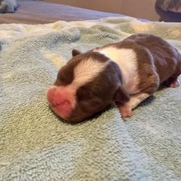 Girl 1 - Boston Terrier puppy in Newport, Oregon from Blue Coast Bulldogs
