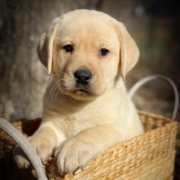 Aragorn - Yellow male Labrador Retriever puppy in Isle, Minnesota from Dog Ear Outfitters