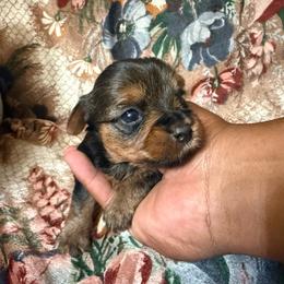 Boy 2 - Black and tan male Yorkshire Terrier puppy in Pomona, California from Lunio's Yorkies