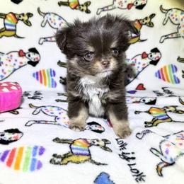 Chihuahua Puppies from PAWSitive Cheeky Chihuahuas