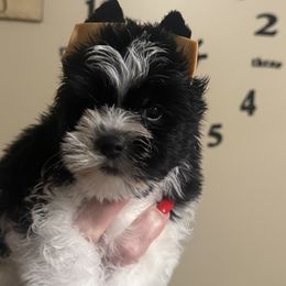 Crestin - Parti male Yorkshire Terrier puppy in Independence, Kentucky from 4paws4ever by Design
