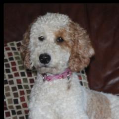 Joy - Goldendoodle