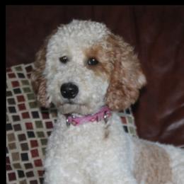 Joy - Goldendoodle