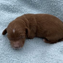 Charlie - Red  male Goldendoodle puppy in Kansas City, Kansas from Bella & Ivy’s Mini Goldendoodles of KC
