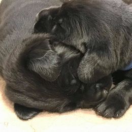 Labrador Retriever Puppies from Palmetto Creek Kennels & Gundogs, LLC