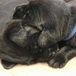 Labrador Retriever Puppies from Palmetto Creek Kennels & Gundogs, LLC