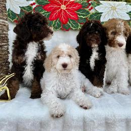 Bernedoodle and Cavapoo Puppies from Dulcito Doodles