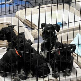 Boy 3 - Miniature Schnauzer puppy in Farmland, Indiana from Warchex