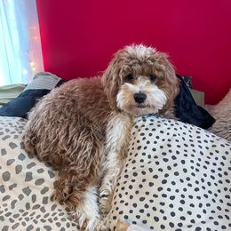 Cockapoo and Goldendoodle All Grown Up from Meghan McKay