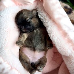 Coco Chanel (S6999) - Brindle female Shih Tzu puppy in Frederick, Maryland from Shih Tzu Puppy in Maryland