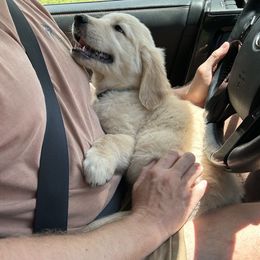 Golden Retriever Puppies from Apple Country Retrievers