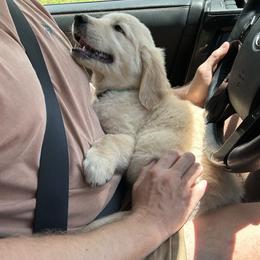 Golden Retriever Puppies from Apple Country Retrievers