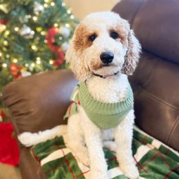 Millie - Poodle