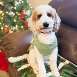 Millie - Poodle