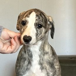 Kiefer - Fawn brindle male Whippet puppy in Sand Springs, Oklahoma from Liberty Whippets