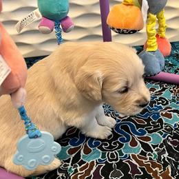Purple collar - Light golden female Golden Retriever puppy in Ingleside, Texas from Sweetbay Goldens
