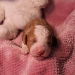 Posie - Red phantom female Aussiedoodle puppy in Nephi, Utah from Peachydoodlepups