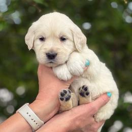 Cream Collar Girl - Light golden female Golden Retriever puppy in Utah from Deseret Peak Goldens