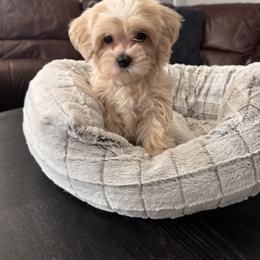 Maltipoo Puppies from Pepper Patch Puppies