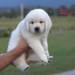 Miss Pink - Light golden female Golden Retriever puppy in Greeneville, Tennessee from Majestic Mountain Goldens